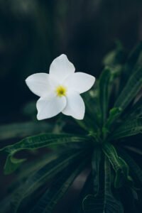 Gros plan sur une fleur de frangipanier blanche au cœur jaune au milieu de feuilles vertes.
