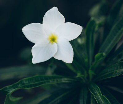 Gros plan sur une fleur de frangipanier blanche au cœur jaune au milieu de feuilles vertes.