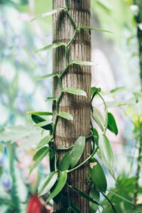 Plante grimpante s'enroulant harmonieusement autour d'un tronc d'arbre